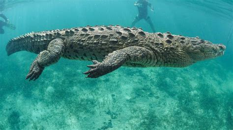 How Fast Does a Crocodile Swim? A Dive into the Waters of Mystery